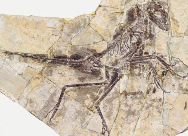 Eosinopteryx brevipenna (Pascal Godefroit et al)