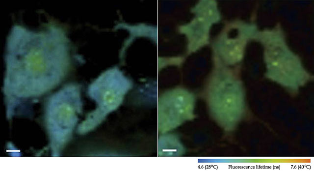 In a previous study, Dr Okabe's team used a fluorescent polymeric thermometer and fluorescence lifetime imaging microscopy for intracellular temperature mapping. These images show temperature distribution in living COS7 cells. Scale bar - 10 μm (Kohki Okabe et al, 2012)