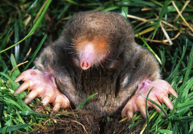 The eastern mole Scalopus aquaticus (Kenneth Catania, Vanderbilt University)