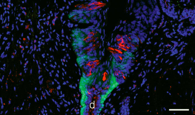An image showing that the strongest-staining Lgr5-GFP cells (green) are adjacent to the opening of the duct of Von Ebner's gland below the circumvallate papilla, type II taste receptor cells were identified by anti-Trpm5 immunoreactivity (red), DAPI (blue) staining was used to visualize nuclei. D - duct of Von Ebner's gland. Scale bar: 40 μm (Karen K. Yee et al)