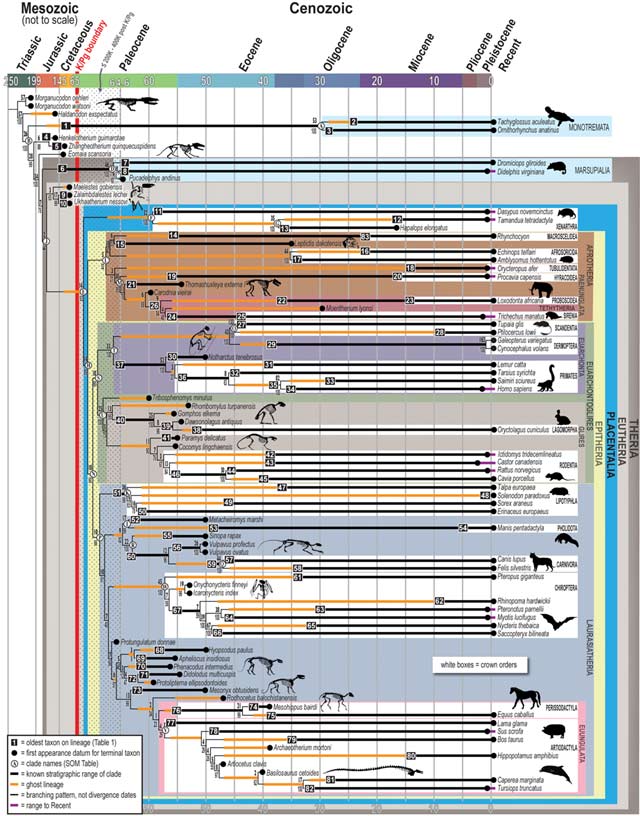 The new evolutionary tree for placental mammals, created by combining phenomic and genomic data (Stony Brook University/ Luci Betti Nash)