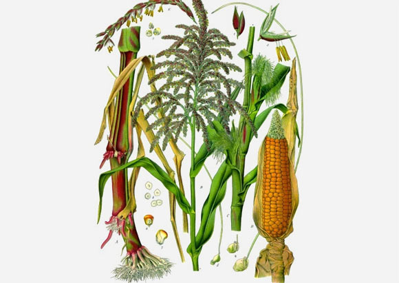 Zea mays (Franz Eugen Köhler)