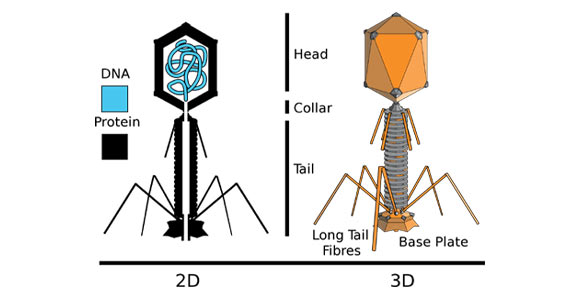 Bacteriophage structure (Adenosine / Pbroks13 / CC BY-SA 2.5)