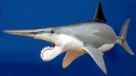Outdated restoration of Helicoprion (© Staab Studios)