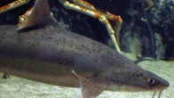 Mandarin dogfish, Cirrhigaleus barbifer (OpenCage.info / CC BY-SA 2.5)