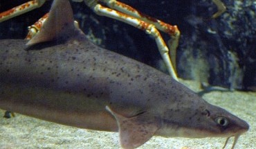 Mandarin dogfish, Cirrhigaleus barbifer (OpenCage.info / CC BY-SA 2.5)