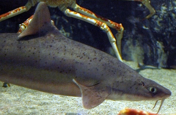 Mandarin dogfish, Cirrhigaleus barbifer (OpenCage.info / CC BY-SA 2.5) 