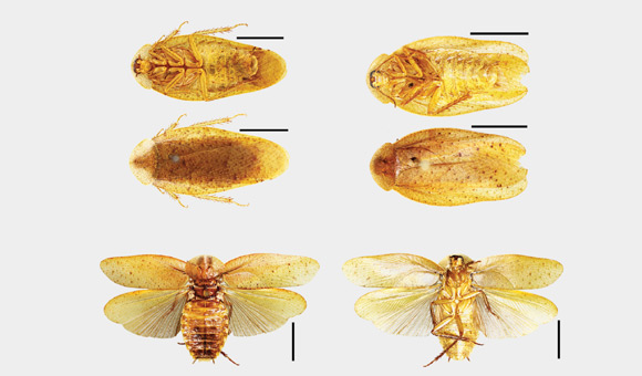 Top left: male Pseudophoraspis clavellata. Top right: male Pseudophoraspis recurvata. Bottom: male Pseudophoraspis incurvata. Scale bars = 1cm (Wang Z et al)