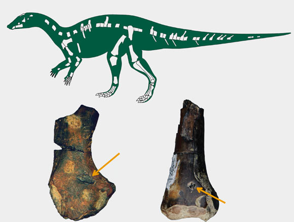 Top: skeletal reconstruction of a new herbivorous dinosaur with known material shown in white. Bottom: dinosaur fossils with bite marks made by crocodyliforms (Boyd CA et al)