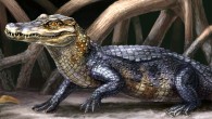 Life reconstruction of Culebrasuchus mesoamericanus, one of the two newly discovered prehistoric caimans, in its ancient near coastal environment during the early Miocene of Panama (Danielle Byerley / Florida Museum of Natural History)