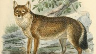 The Falkland Island wolf (John Gerrard Keulemans, via biodiversitylibrary.org)
