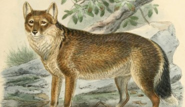 The Falkland Island wolf (John Gerrard Keulemans, via biodiversitylibrary.org)