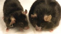 Obese and thin mice (Shannon Reilly / University of Michigan)