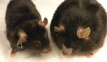 Obese and thin mice (Shannon Reilly / University of Michigan)