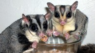 Male and female Sugar gliders eating worms (CC BY-SA 3.0)