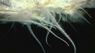 Microbial cave slimes in the Weebubbie cave (Peter Rogers)