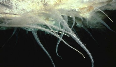 Microbial cave slimes in the Weebubbie cave (Peter Rogers)