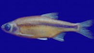 The newly discovered carp species Alburnoides manyasensis (Davut Turan)