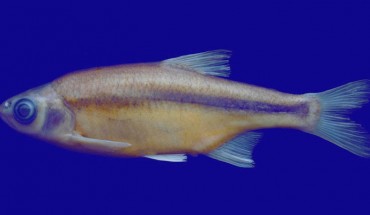 The newly discovered carp species Alburnoides manyasensis (Davut Turan)