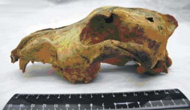 33,000-year-old skull of one of the oldest known domestic dogs (Nikolai Ovodov et al., 2011)