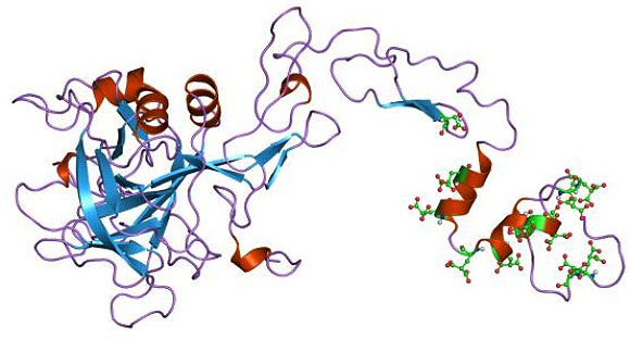 Deficiency of the protein Factor IX, depicted here, causes hemophilia B Deficiency of the protein Factor IX, depicted here, causes hemophilia B