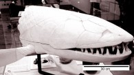 Life-size model of Edenopteron keithcrooki built by Baz Crook (Australian National University)