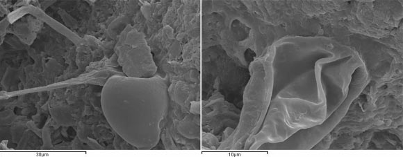 Left: extremely well-preserved and very thin - 2 μm diameter x 100 μm long - flagella are interpreted as indicating a low-gravity, low-pressure environment and rapid freeze-drying. In the vicinity of this form are highly carbonaceous embedded filaments of cyanobacteria. Right: a fragment of the microfossil (Jamie Wallis et al) Left: extremely well-preserved and very thin - 2 μm diameter x 100 μm long - flagella are interpreted as indicating a low-gravity, low-pressure environment and rapid freeze-drying. In the vicinity of this form are highly carbonaceous embedded filaments of cyanobacteria. Right: a fragment of the microfossil (Jamie Wallis et al)