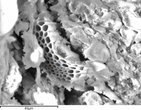 This image shows a highly carbonaceous partially degraded biological structure (Jamie Wallis et al) This image shows a highly carbonaceous partially degraded biological structure (Jamie Wallis et al)