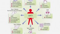 SIRT1: broad potential for diseases of aging (© Sirtris)