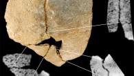 100,000 year old human skull fossil, known as Xujiayao 11 (Wu X-J et al)