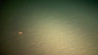 Photo of the sediment surface at Challenger Deep - 6.77 miles water depth (Ronnie N. Glud et al)