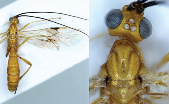 Cystomastacoides kiddo (Quicke DLJ et al)
