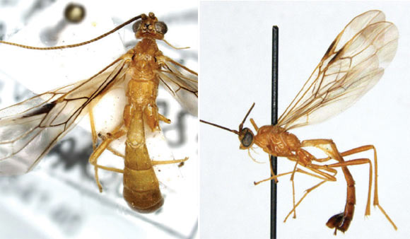 Left: Cystomastacoides asotaphaga. Right: Cystomastacoides nicolepeelerae (Quicke DLJ et al)