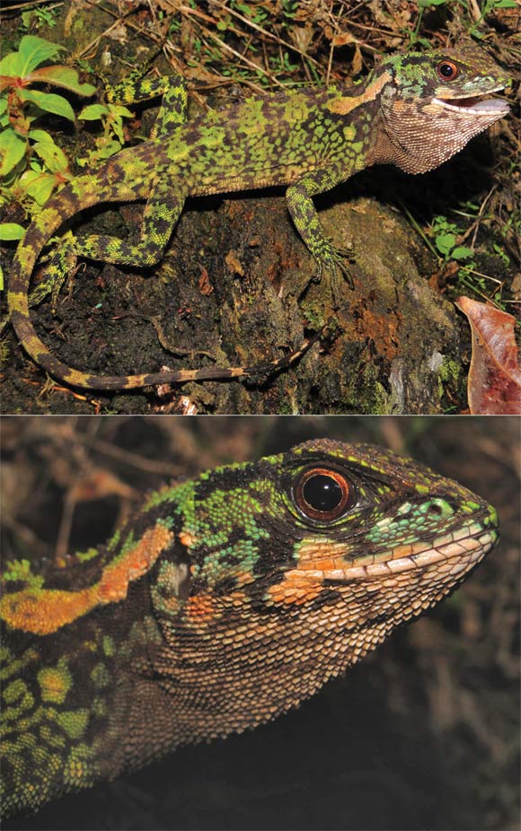Enyalioides azulae, adult male about 96 mm long (Venegas PJ et al)