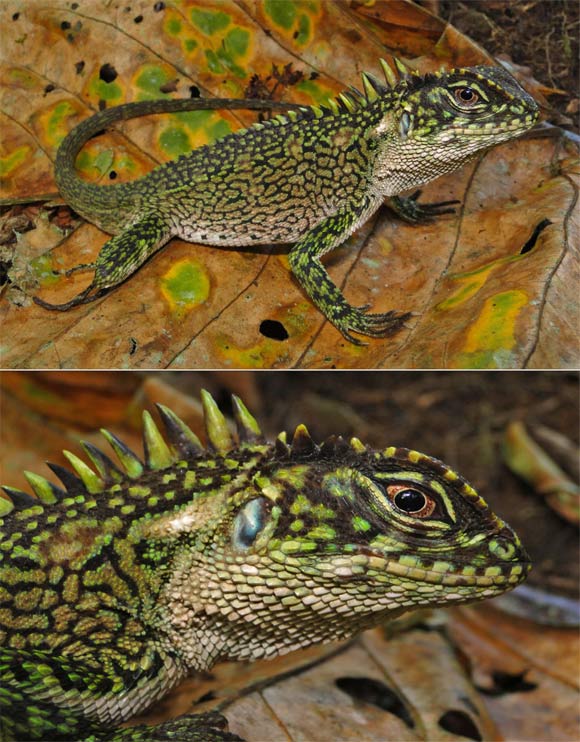 Enyalioides binzayedi, adult male about 118 mm long (Venegas PJ et al)