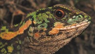 Enyalioides azulae, adult male about 96 mm long (Venegas PJ et al)