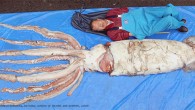 Architeuthis dux, and Homo sapiens for comparison of size (© Tsunemi Kubodera / National Museum of Nature and Science, Japan)