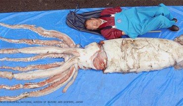Architeuthis dux, and Homo sapiens for comparison of size (© Tsunemi Kubodera / National Museum of Nature and Science, Japan)