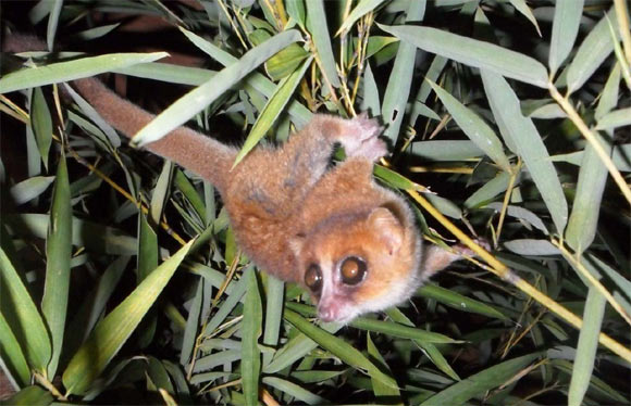 Caught on camera for the first time, this image shows the newly identified Marohita mouse lemur, Microcebus marohita (Photo courtesy of Peter Kappeler)