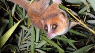 Caught on camera for the first time, this image shows the newly identified Marohita mouse lemur, Microcebus marohita (Photo courtesy of Peter Kappeler)