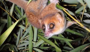 Caught on camera for the first time, this image shows the newly identified Marohita mouse lemur, Microcebus marohita (Photo courtesy of Peter Kappeler)