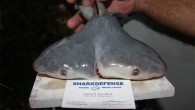 Two-headed bull shark (Patrick Rice, Shark Defense/Florida Keys Community College)