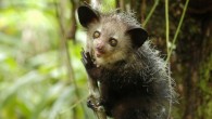 Aye-ayes in the northern part of the island of Madagascar show a significant amount of genetic distance from the populations in the east and west, suggesting an extensive period of time during which northern aye-ayes have not interbred with other populations (Edward Louis / Omaha Zoo)
