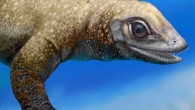 Reconstruction of the juvenile placodont Palatodonta bleekeri (Jaime Chirinos)