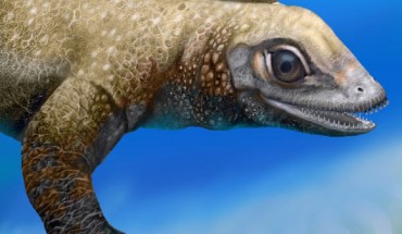 Reconstruction of the juvenile placodont Palatodonta bleekeri (Jaime Chirinos)
