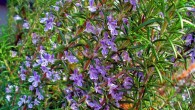 Rosemary, Rosmarinus officinalis, at the Botanical Garden KIT, Karlsruhe, Germany (H. Zell / CC BY-SA 3.0)