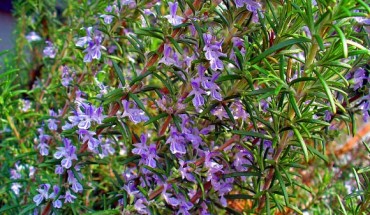 Rosemary, Rosmarinus officinalis, at the Botanical Garden KIT, Karlsruhe, Germany (H. Zell / CC BY-SA 3.0)