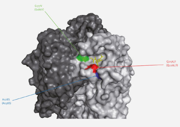 Amino acid changes in the novel influenza A (H7N9) viruses that may affect their receptor-binding properties (T Kageyama et al)