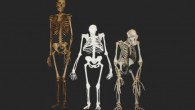 This image shows Australopithecus sediba, center, compared to the skeleton of a modern human, left, and a chimpanzee, right (Lee Berger / University of the Witwatersrand)