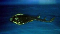 Magpie fiddler ray (Brett Williamson / ABC Adelaide, via the South Australian Research and Development Institute)